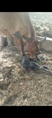 ગાય વેચવા ની છે
