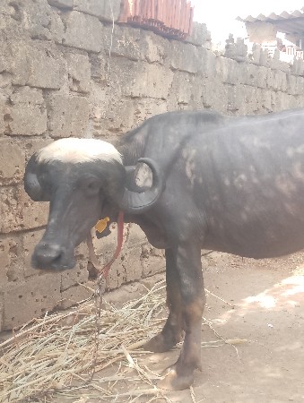 ખડેલી