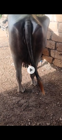ભેસ.