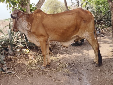 બળદ વેચવાનો છે