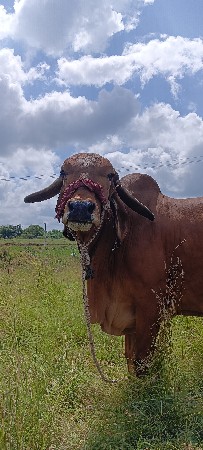 ગાય વેચવાની છે