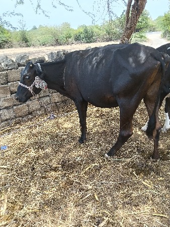 2 hf હોડકા