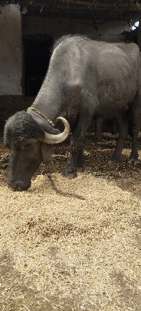 વેસવાનીછે