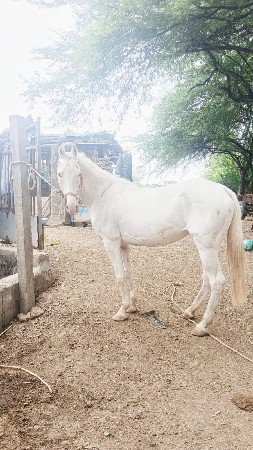 ક