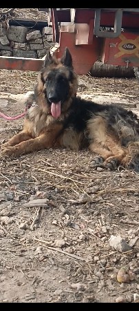 Long coat male
