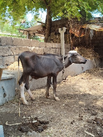 પાડો દેવાનો છે મલધારી ને.બીજા કોઈ