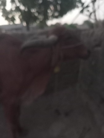 દેસી ગાય વેસવા ની છે