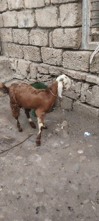 DESI PATIRO BAKRO DEVANOCHE