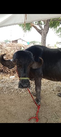 પેલાવેતરમાછે