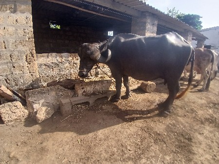 biju vetar