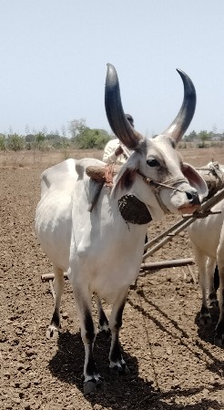 એક વાવણી વાવેલુ
બળદ