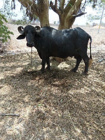 3 જુ વેતર છે