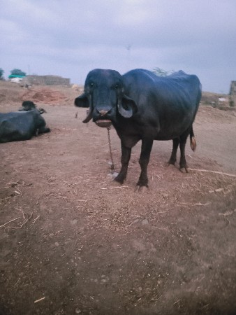 ભેંસ વેચવાની છે