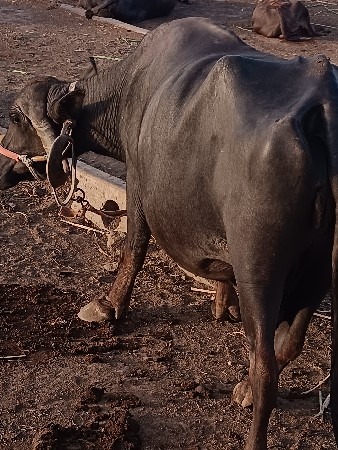 આ બે ભેંસો વેચવાની છે 2,10,000 કિં