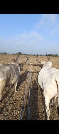 વેચવાના છે