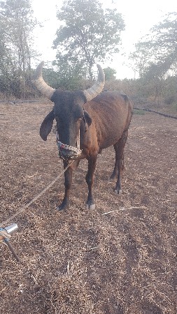 બળદ દહી દેવા છે ત્રીજી વાવણીના બળદ