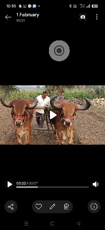 બળદ બેસવાના છે