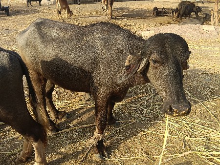 ખડેલું