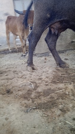 ભેંસ વેચવાની છે