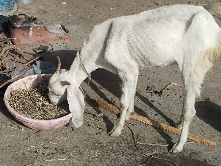 gulabi bakri devaniche