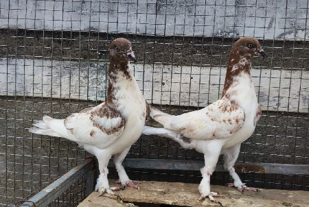 આ કબૂતર વેચવાના છે