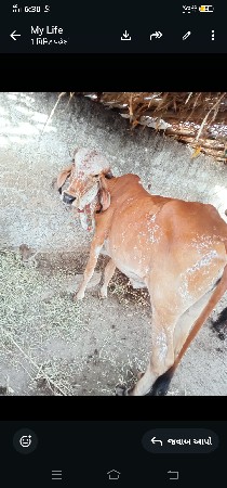 હોડકીવેસવાનીસે