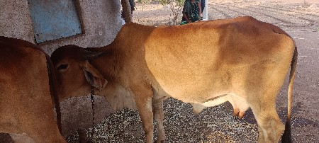 ગાય વેચવાની છે