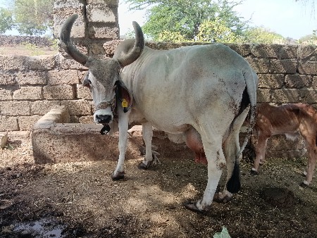 ગાય વેસવા ની  સે