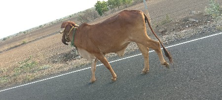 વાછડિ વેચવાની છે
