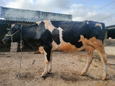 2 Hf ગાયું વેચવા ની છે બેય વયાણે લી