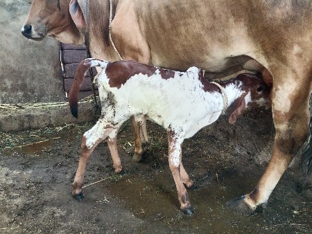 દેચી ગાય દેવા ની છે