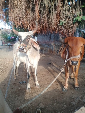 ગોધલા વેંચવા ના છે