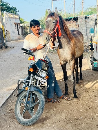 વછેરી વેચવાની છે