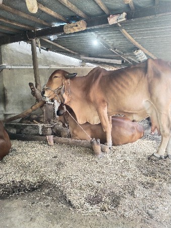 1.5 મહિના ગાભણ સે