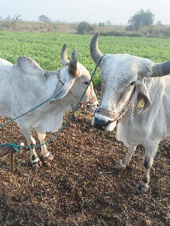 એક વાવણી વાવેલ છે