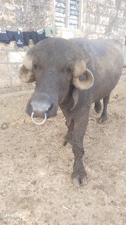 પાડો વૈશાવ છે