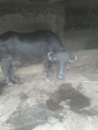 બેસવાની