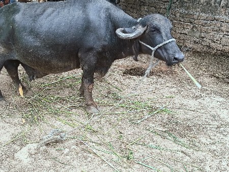 આ ભેંશ વેચવાની છે