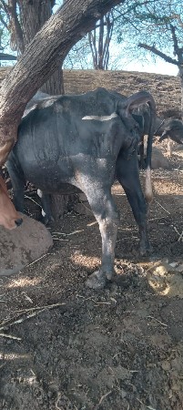 ત્રીજુ  વેતર  છે  ભેસ ગામધણી છે