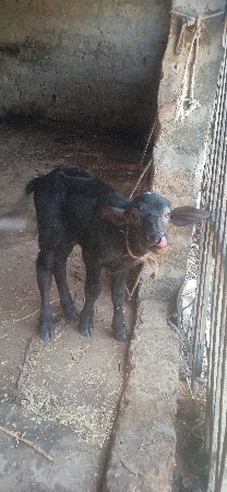 પાડો વેચવાનો છે