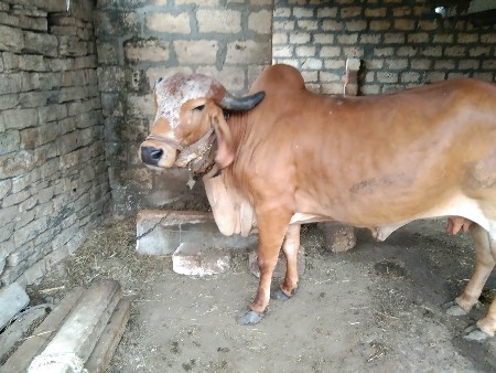 gir gay veshvani se