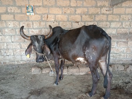 કવલી ગાય વેચવાની છે