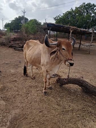 બળદ વેચવાનો છે