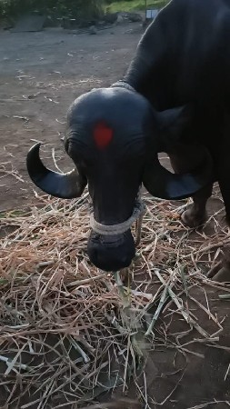 ઓરિઝનલ ટોપલી