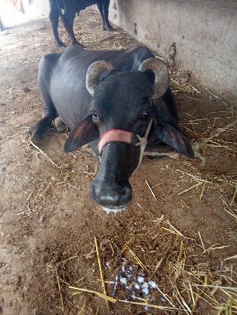 ભેંસ વેચવાની છે
