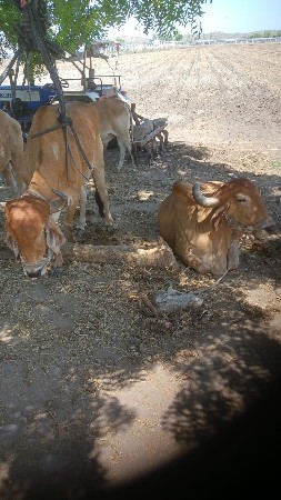 4ધરના છે