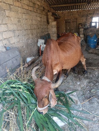 gy vesavani 6