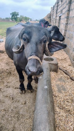 ખળેલી બેસવાની સે
