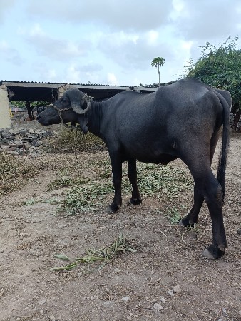 ઘરની ત્યાર કરેલી છે