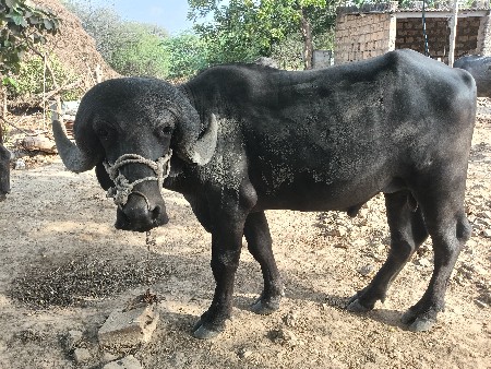 પાડા ના સાડા કરવાના છે